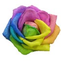 rainbow rose