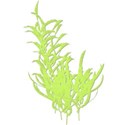 seaweed1