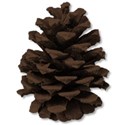 pinecone