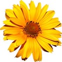 sunflower4-ss_mikkilivanos