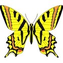 butterfly yellow