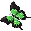 green butterfly