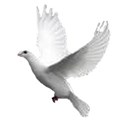 white flying dove