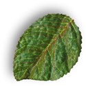 leaf3-fhlj_mikkilivanos