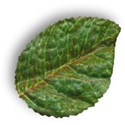 leaf2-fhlj_mikkilivanos