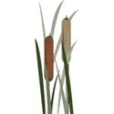 cattails_camp_mlivanos