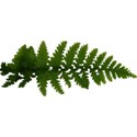 FERN1_camp_mlivanos