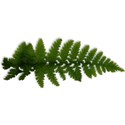 FERN2_camp_mlivanos