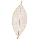 LEAF2_camp_mlivanos