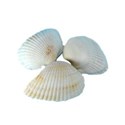 sea shells three group