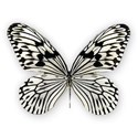 AYW-WildAtHeart-Butterfly