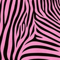 AYW-WildAtHeart-PinkZebraPaper