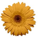 floweryellow