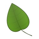 leaf