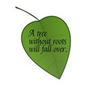 tree-without-roots-fall-ove