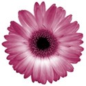ss_preciouspetals_flower1