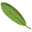 ss_preciouspetals_leaf1