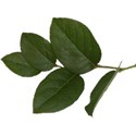 ss_preciouspetals_leaf3