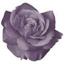 ss_funnyvalentine_flowerpurple2