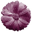 ss_funnyvalentine_flowerpurple