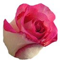 pink and white Rose
