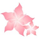 pink pin wheel flower