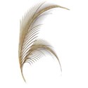 Feather Gold