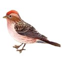 Bird Cassins fINCH