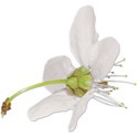 BackFloral_02