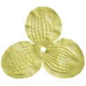 kitc_beach_flowerleaf