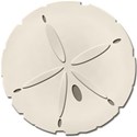 kitc_beach_sanddollar