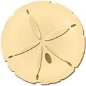 kitc_beach_sanddollar2