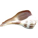 kitc_beach_seashell1