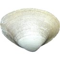 kitc_beach_seashell4