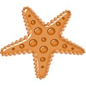 kitc_beach_starfish