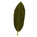 leaf2