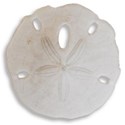 AYW-DepoeBay-SandDollar