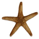 AYW-DepoeBay-Starfish