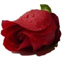 red rose with dew