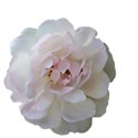 flowered white and pink rose