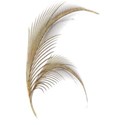 Feather Gold