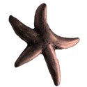 starfish