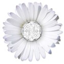 5white daisy