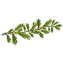 BD_Branch_04png