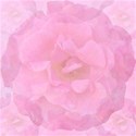 pink rose pastel background