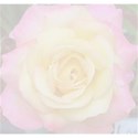 faded peace Rose background