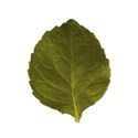 leaf1