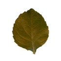 leaf2