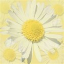 Daisy pastel background