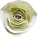 DD_ColdWhisper_flower01